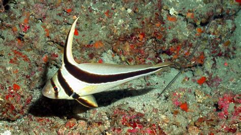 jackknife fish|JACKKNIFE FISH .